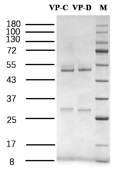 Vibrio parahaemolyticus Antibody in SDS-PAGE (SDS-PAGE)