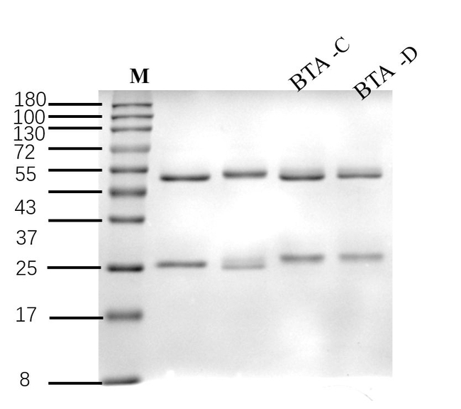 Clostridium botulinum Toxin A Antibody in SDS-PAGE (SDS-PAGE)