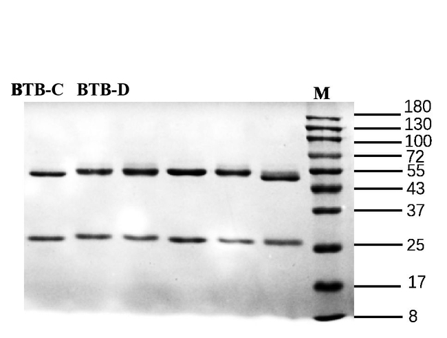 Clostridium botulinum Toxin B Antibody in SDS-PAGE (SDS-PAGE)