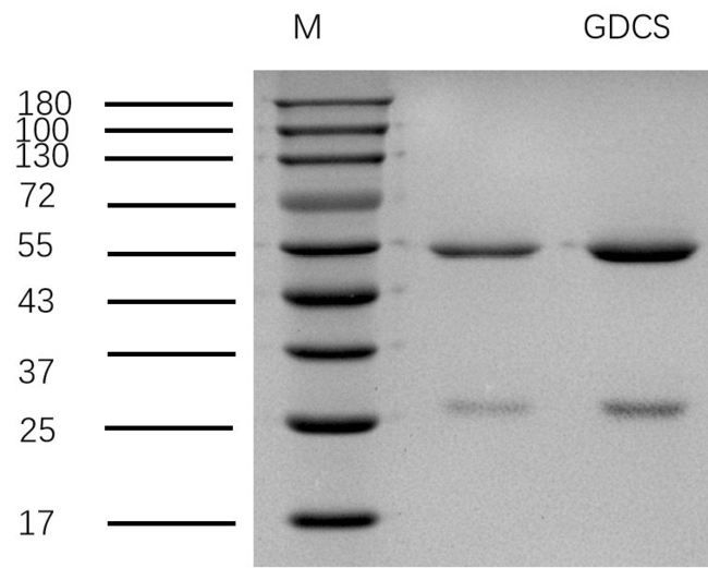 3-sulfate Glycochenodeoxycholic acid Antibody in SDS-PAGE (SDS-PAGE)