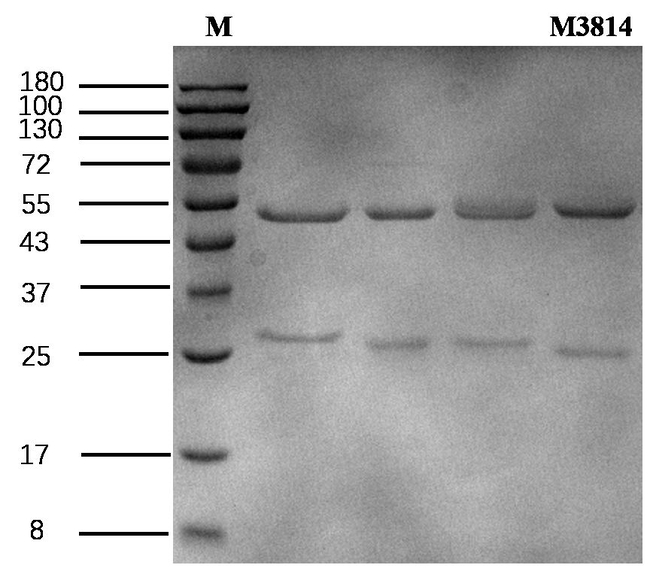 Nedisertib Antibody in SDS-PAGE (SDS-PAGE)