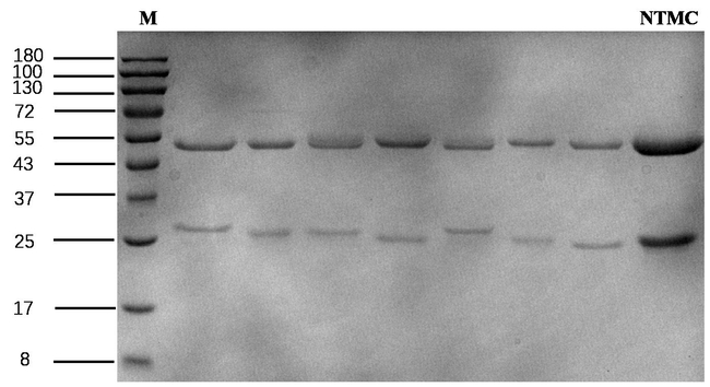Netilmicin Antibody in SDS-PAGE (SDS-PAGE)