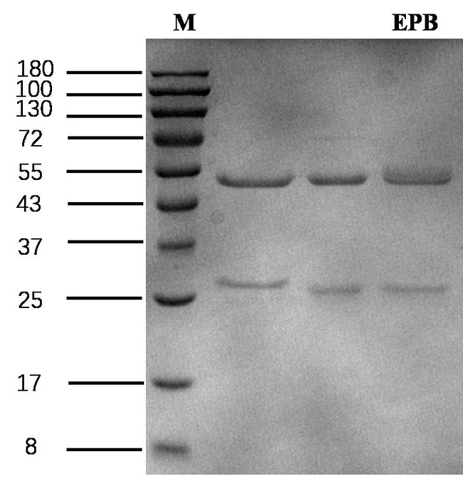 Ethopabate Antibody in SDS-PAGE (SDS-PAGE)