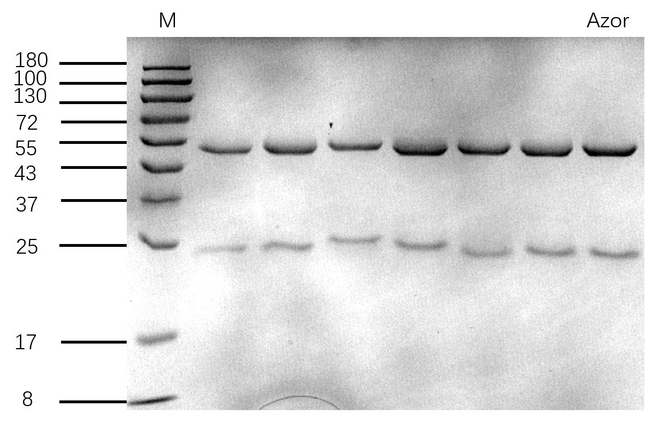 Azorubine Antibody in SDS-PAGE (SDS-PAGE)
