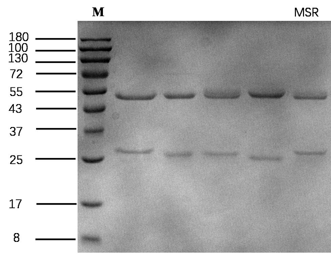 Metsulfuron methyl Antibody in SDS-PAGE (SDS-PAGE)
