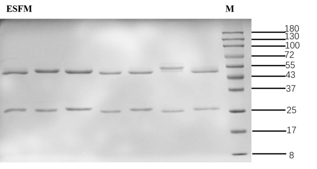 Ethametsulfuron-methyl Antibody in SDS-PAGE (SDS-PAGE)