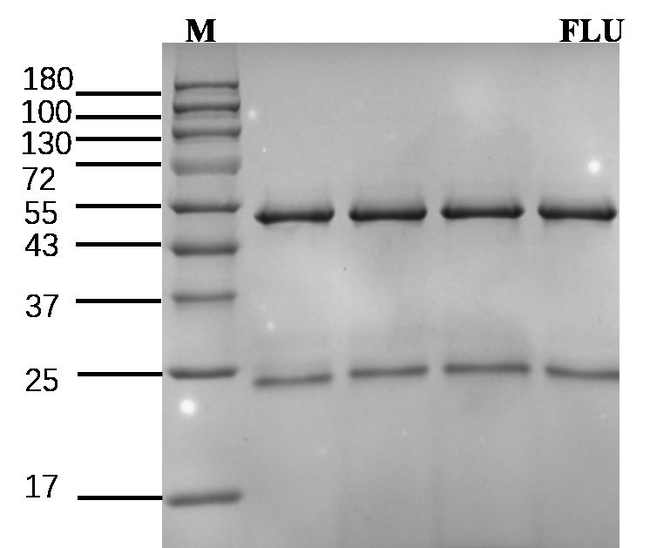 Fluridone Antibody in SDS-PAGE (SDS-PAGE)