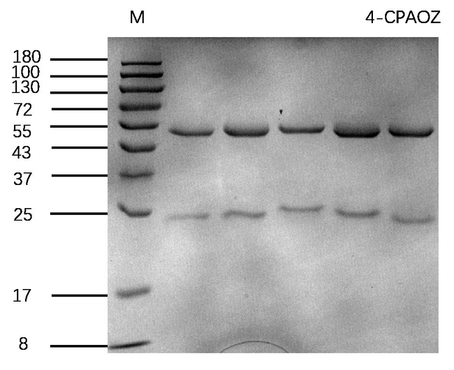 4-Furazolidone metabolite Antibody in SDS-PAGE (SDS-PAGE)