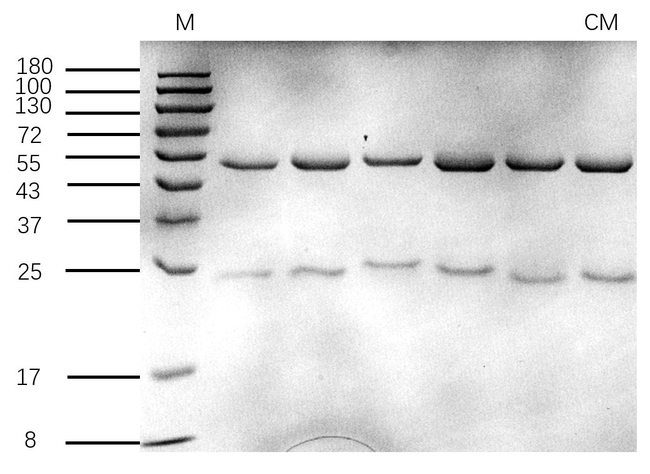 Cyclamate Antibody in SDS-PAGE (SDS-PAGE)