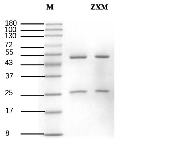 Zoxamide Antibody in SDS-PAGE (SDS-PAGE)