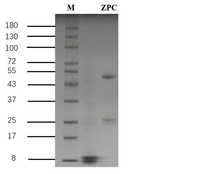 Zopiclone Antibody in SDS-PAGE (SDS-PAGE)