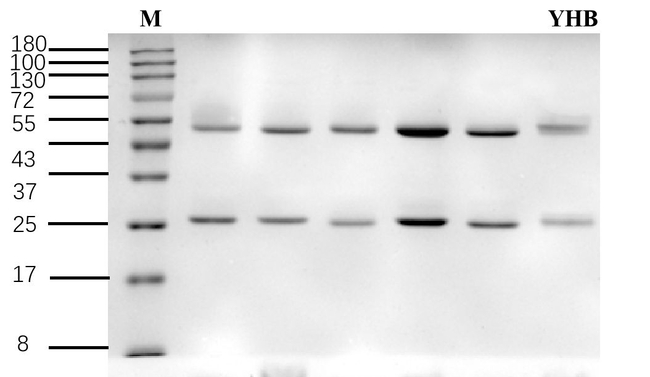Yohimbine Antibody in SDS-PAGE (SDS-PAGE)
