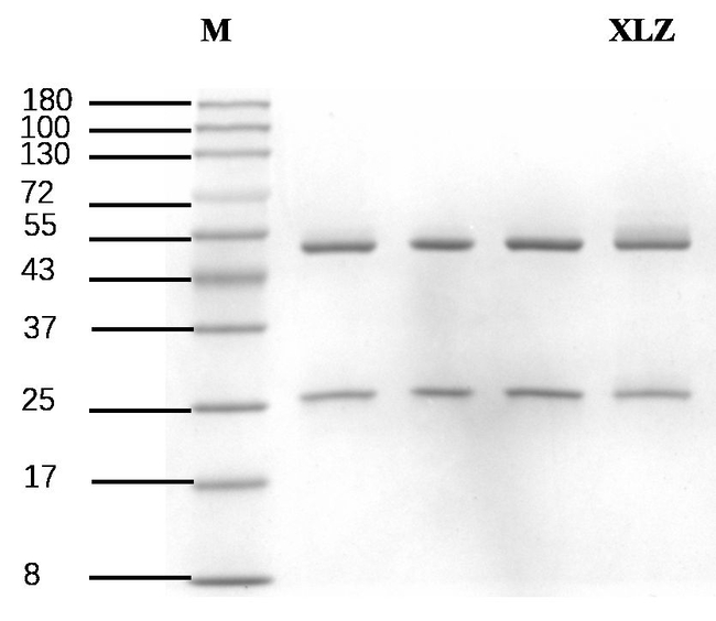 Xylazine Antibody in SDS-PAGE (SDS-PAGE)