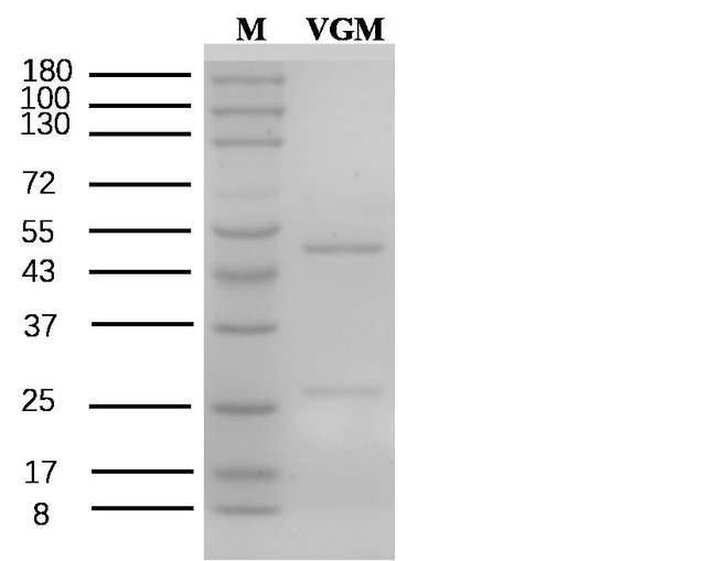 Virginiamycin Antibody in SDS-PAGE (SDS-PAGE)