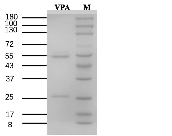 Valproic Acid Antibody in SDS-PAGE (SDS-PAGE)