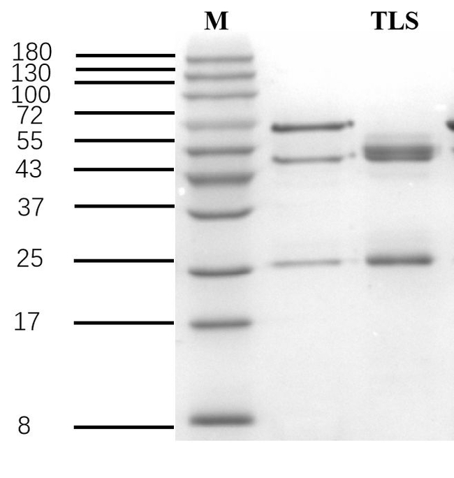 Tylosin Antibody in SDS-PAGE (SDS-PAGE)