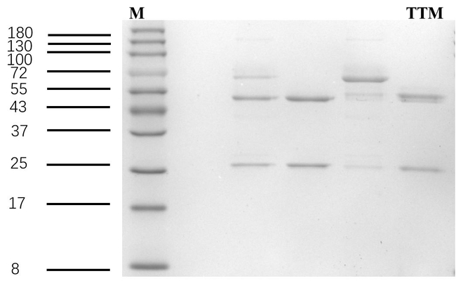 Tulathromycin Antibody in SDS-PAGE (SDS-PAGE)
