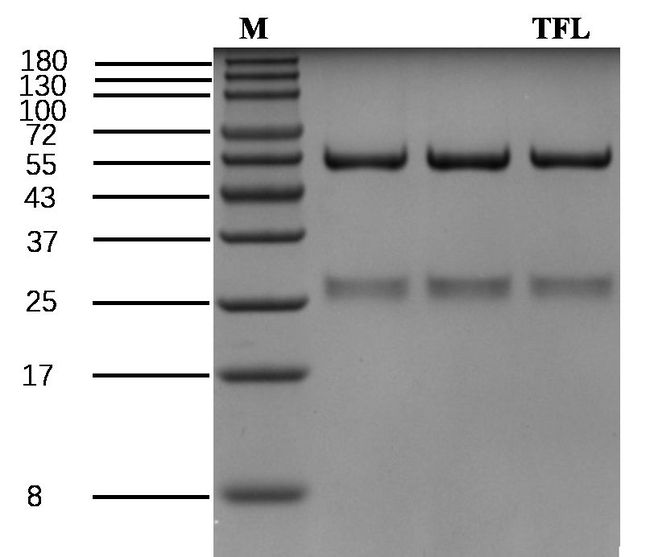 Trifluralin Antibody in SDS-PAGE (SDS-PAGE)