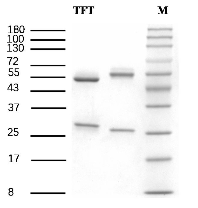 Trifloxystrobin Antibody in SDS-PAGE (SDS-PAGE)