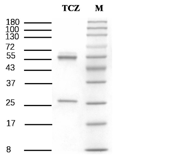 Tricyclazole Antibody in SDS-PAGE (SDS-PAGE)