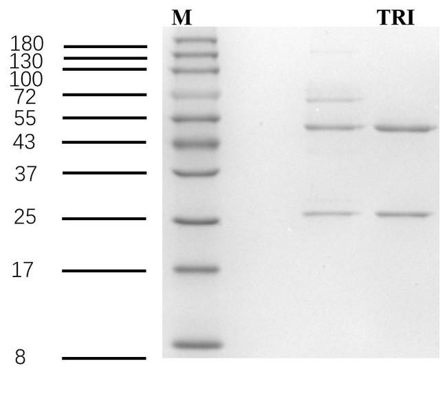 Triclopyr Antibody in SDS-PAGE (SDS-PAGE)