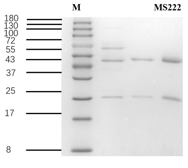 Tricaine Antibody in SDS-PAGE (SDS-PAGE)