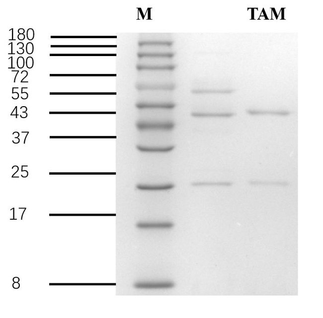 Triazamidine Antibody in SDS-PAGE (SDS-PAGE)