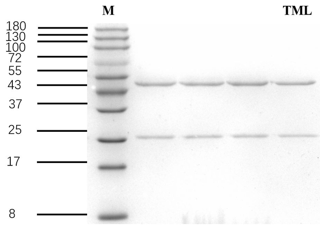 Triamcinolone Antibody in SDS-PAGE (SDS-PAGE)