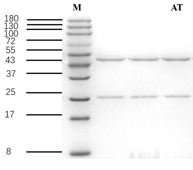 Aflatoxin Antibody in SDS-PAGE (SDS-PAGE)