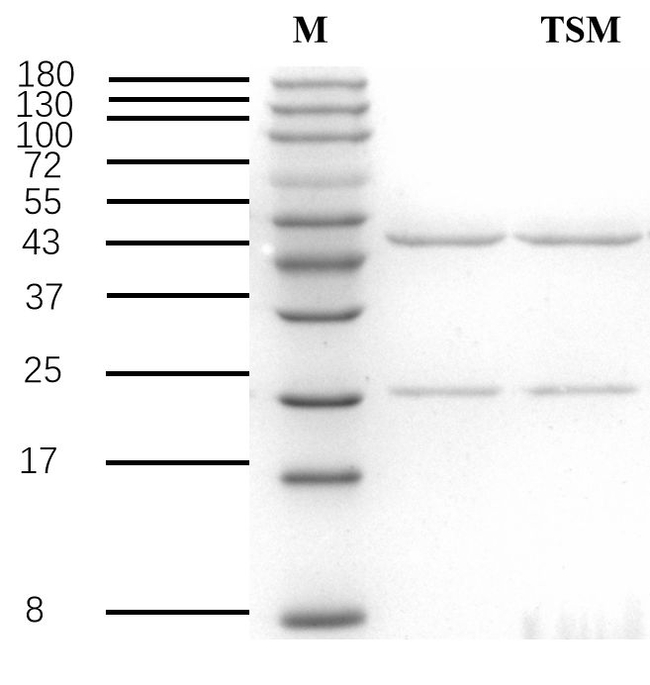 Torasemide Antibody in SDS-PAGE (SDS-PAGE)