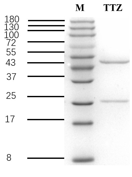 Toltrazuril Antibody in SDS-PAGE (SDS-PAGE)