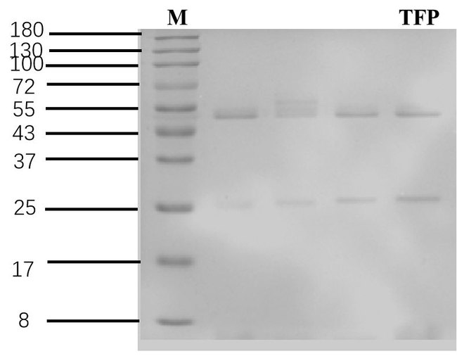 Tolfenpyrad Antibody in SDS-PAGE (SDS-PAGE)
