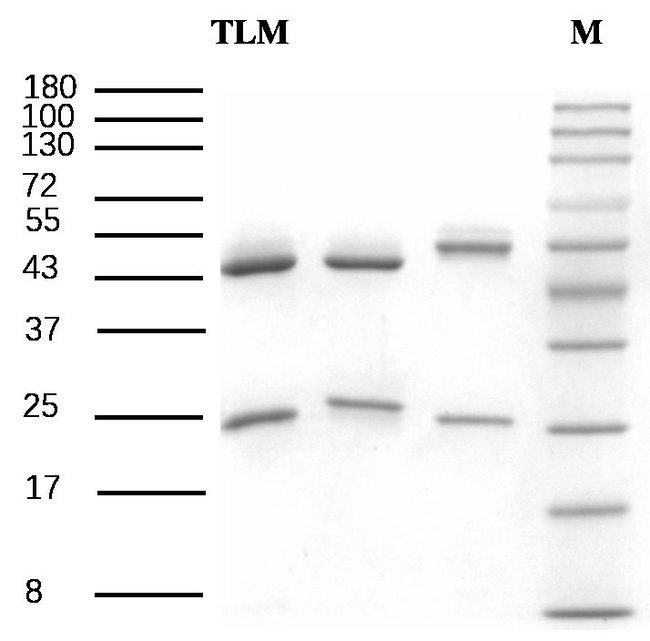 Tolbutamide Antibody in SDS-PAGE (SDS-PAGE)