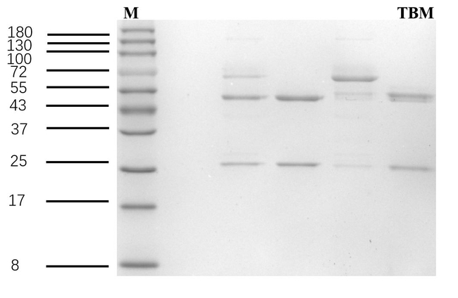 Tobramycin Antibody in SDS-PAGE (SDS-PAGE)