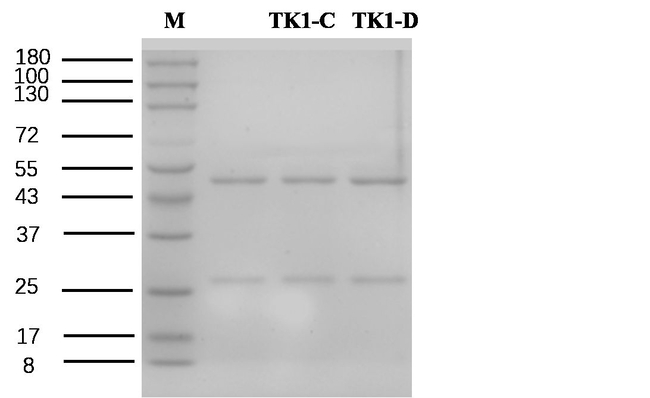TK1 protein Antibody in SDS-PAGE (SDS-PAGE)