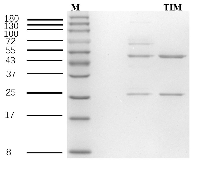 Tilmicosin Antibody in SDS-PAGE (SDS-PAGE)