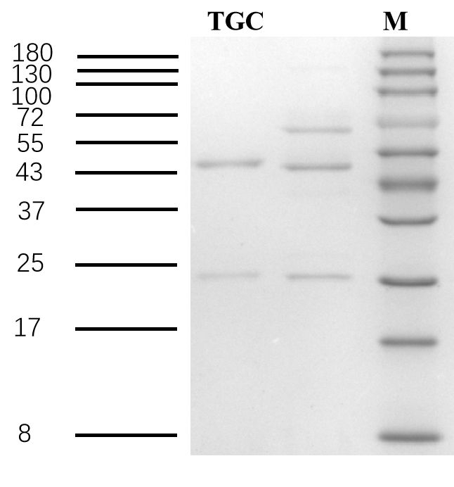 Tigecycline Antibody in SDS-PAGE (SDS-PAGE)