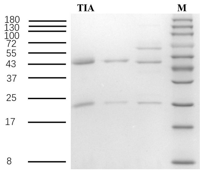 Tiamulin Antibody in SDS-PAGE (SDS-PAGE)