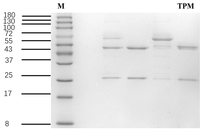 Thiophanate-Methyl Antibody in SDS-PAGE (SDS-PAGE)