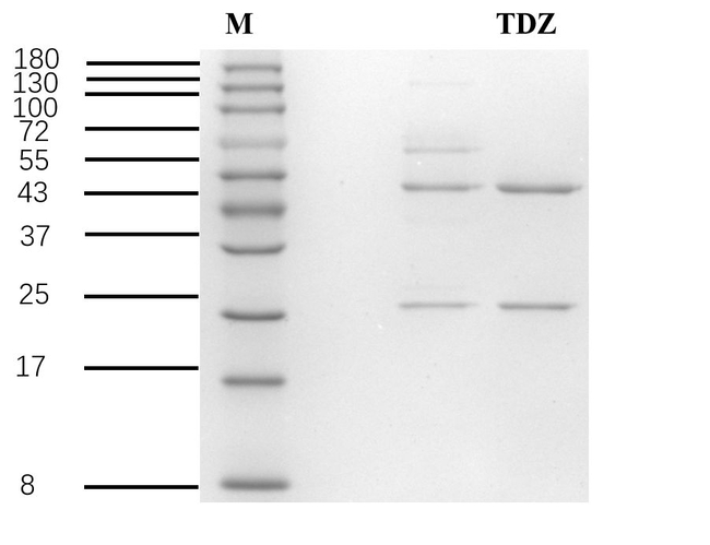 Thidiazuron Antibody in SDS-PAGE (SDS-PAGE)
