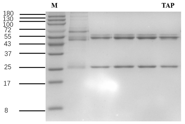 Thiamphenicols Antibody in SDS-PAGE (SDS-PAGE)
