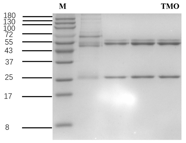 Thiamethoxam Antibody in SDS-PAGE (SDS-PAGE)