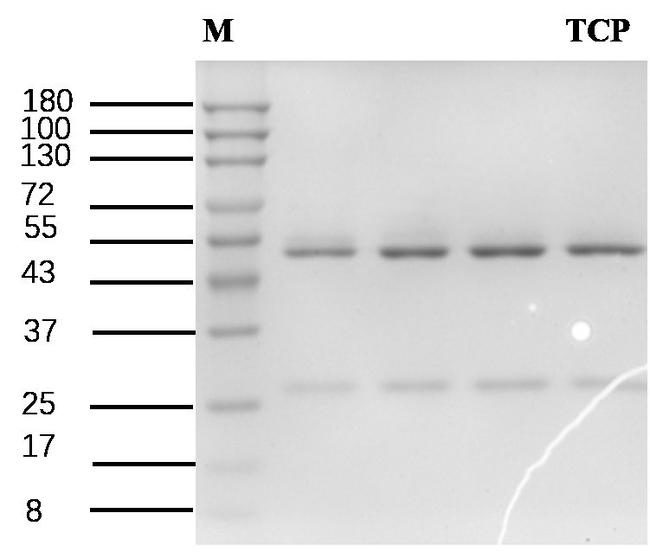 Thiacloprid Antibody in SDS-PAGE (SDS-PAGE)
