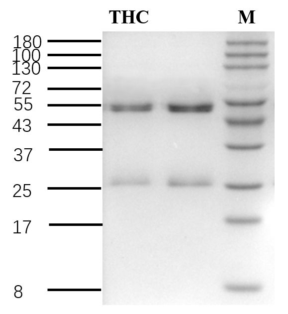 Tetrahydrocannabinol Antibody in SDS-PAGE (SDS-PAGE)
