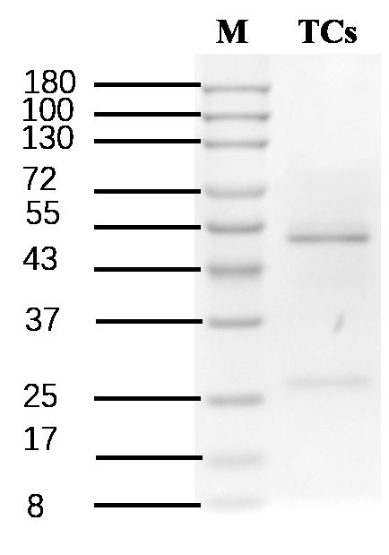 Tetracycline Antibody in SDS-PAGE (SDS-PAGE)