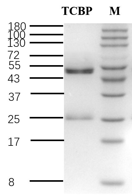 Tetrachlorobiphenyl Antibody in SDS-PAGE (SDS-PAGE)