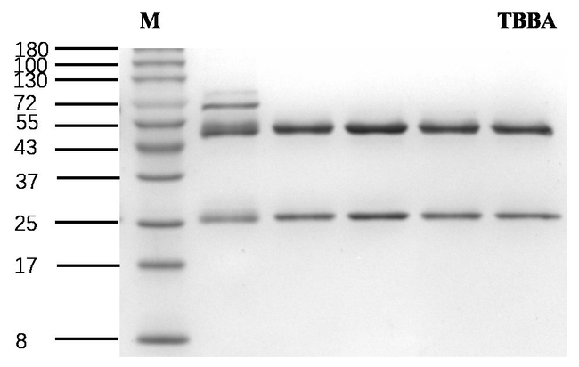 Tetrabromobisphenol A Antibody in SDS-PAGE (SDS-PAGE)