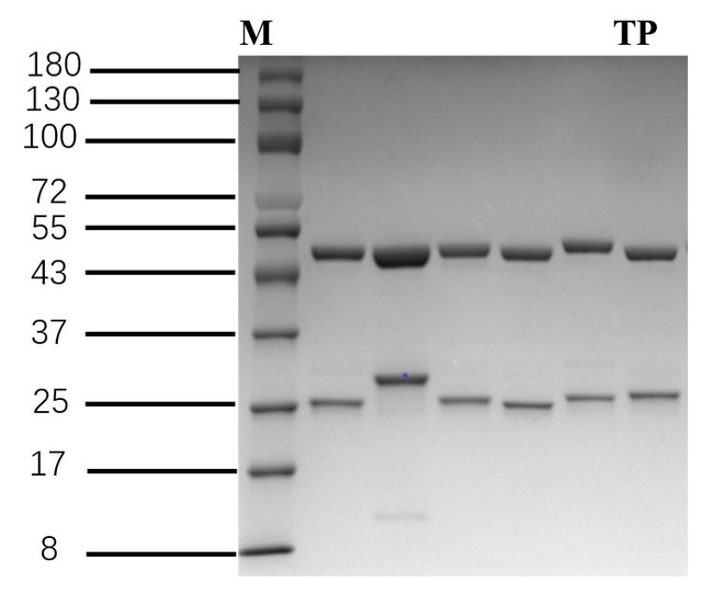Testosterone propionate Antibody in SDS-PAGE (SDS-PAGE)