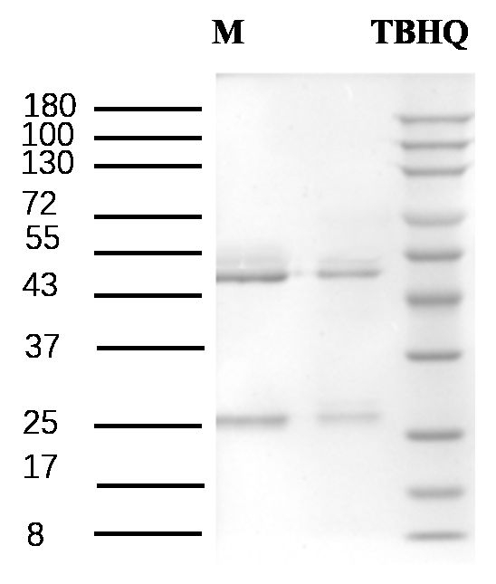 Tert-Butylhydroquinone Antibody in SDS-PAGE (SDS-PAGE)