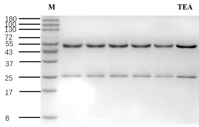 Tenuazonic acid Antibody in SDS-PAGE (SDS-PAGE)